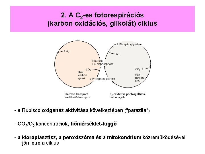 2. A C 2 -es fotorespirációs (karbon oxidációs, glikolát) ciklus - a Rubisco oxigenáz