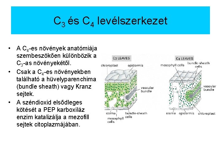 C 3 és C 4 levélszerkezet • A C 4 -es növények anatómiája szembeszökően