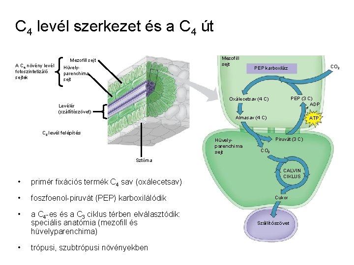 C 4 levél szerkezet és a C 4 út Mezofill sejt A C 4