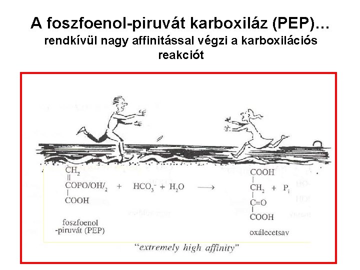 A foszfoenol-piruvát karboxiláz (PEP)… rendkívül nagy affinitással végzi a karboxilációs reakciót 