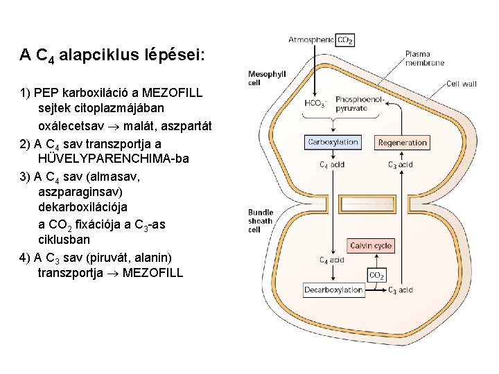 A C 4 alapciklus lépései: 1) PEP karboxiláció a MEZOFILL sejtek citoplazmájában oxálecetsav malát,