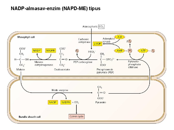 NADP-almasav-enzim (NAPD-ME) típus 