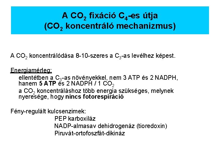 A CO 2 fixáció C 4 -es útja (CO 2 koncentráló mechanizmus) A CO