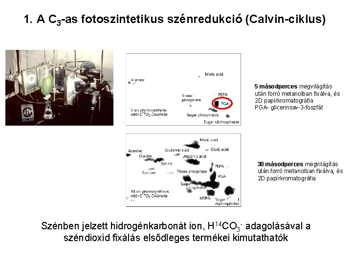 1. A C 3 -as fotoszintetikus szénredukció (Calvin-ciklus) 5 másodperces megvilágítás után forró metanolban
