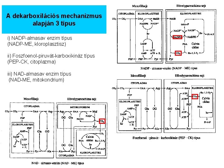 A dekarboxilációs mechanizmus alapján 3 típus i) NADP-almasav enzim típus (NADP-ME, kloroplasztisz) ii) Foszfoenol-piruvát-karboxikináz