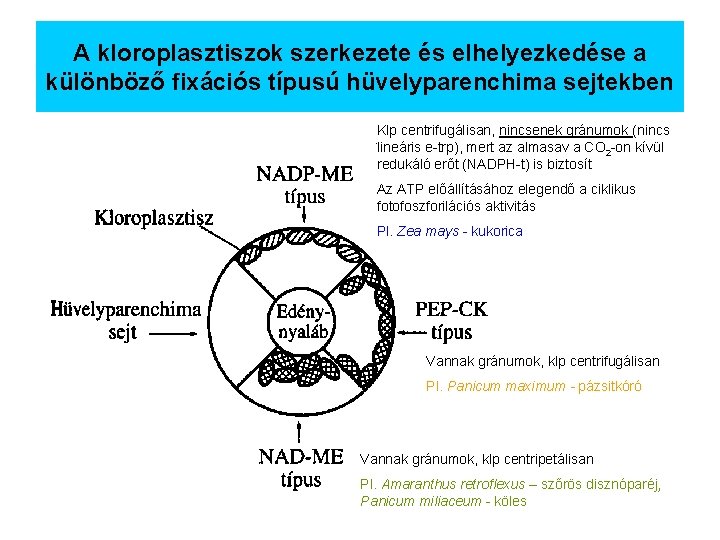 A kloroplasztiszok szerkezete és elhelyezkedése a különböző fixációs típusú hüvelyparenchima sejtekben Klp centrifugálisan, nincsenek