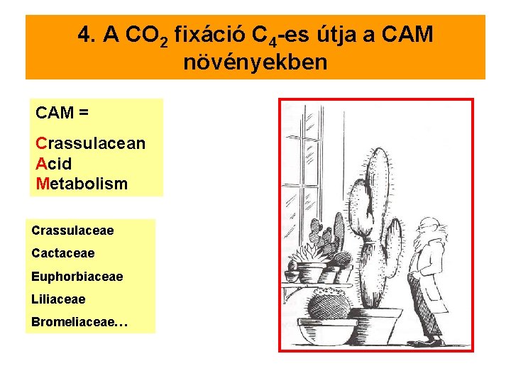 4. A CO 2 fixáció C 4 -es útja a CAM növényekben CAM =