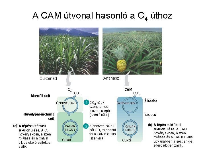 A CAM útvonal hasonló a C 4 úthoz Ananász Cukornád C 4 Mezofill sejt