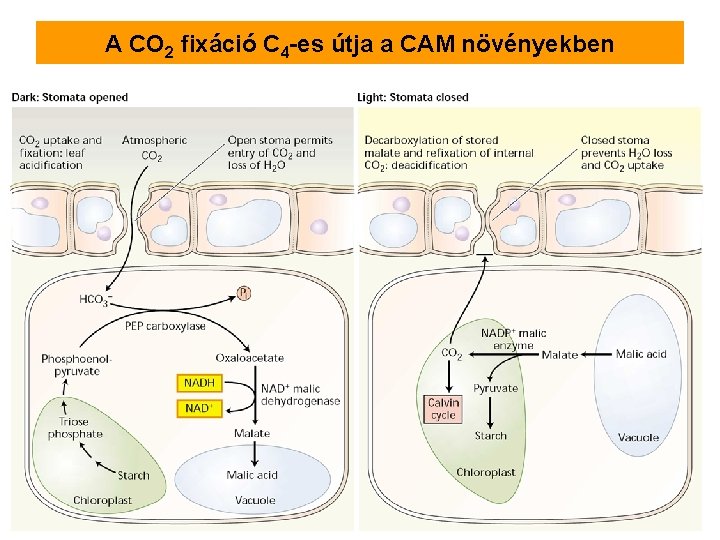 A CO 2 fixáció C 4 -es útja a CAM növényekben 