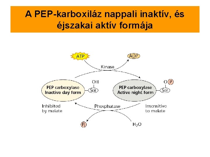 A PEP-karboxiláz nappali inaktív, és éjszakai aktív formája 