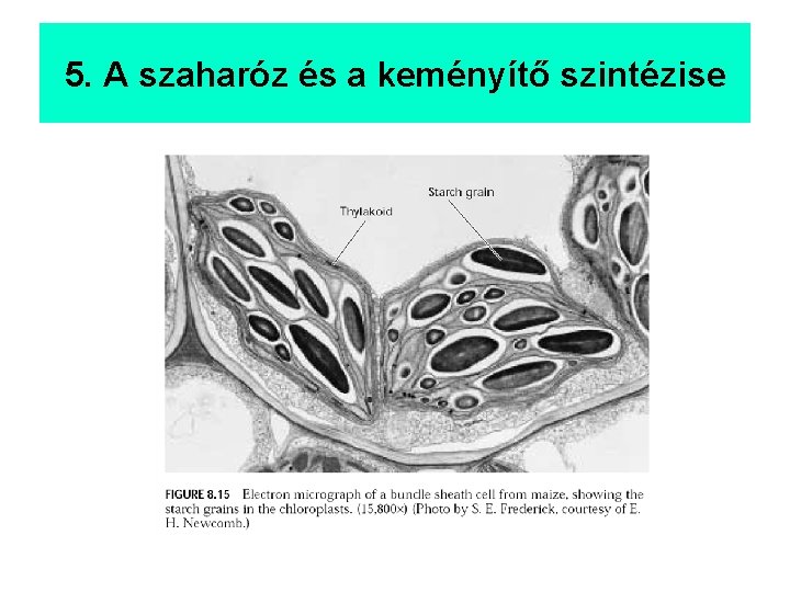 5. A szaharóz és a keményítő szintézise 