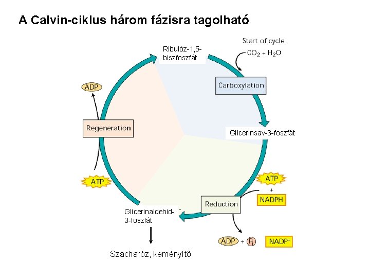 A Calvin-ciklus három fázisra tagolható Ribulóz-1, 5 biszfoszfát Glicerinsav-3 -foszfát Glicerinaldehid 3 -foszfát Szacharóz,