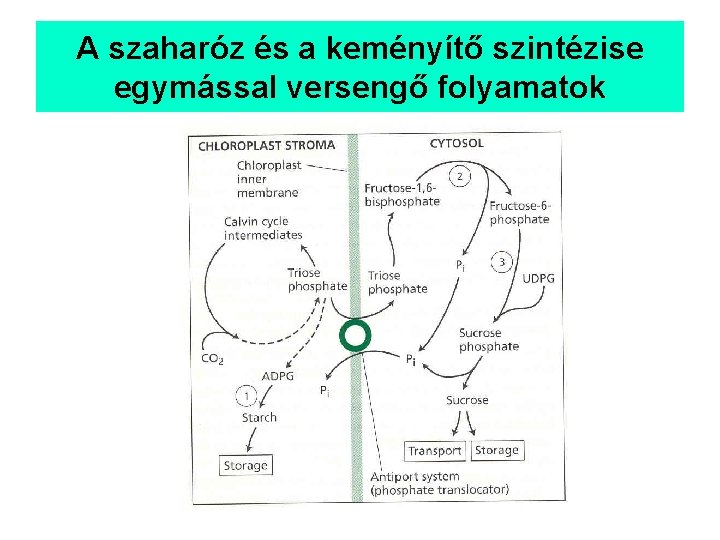 A szaharóz és a keményítő szintézise egymással versengő folyamatok 