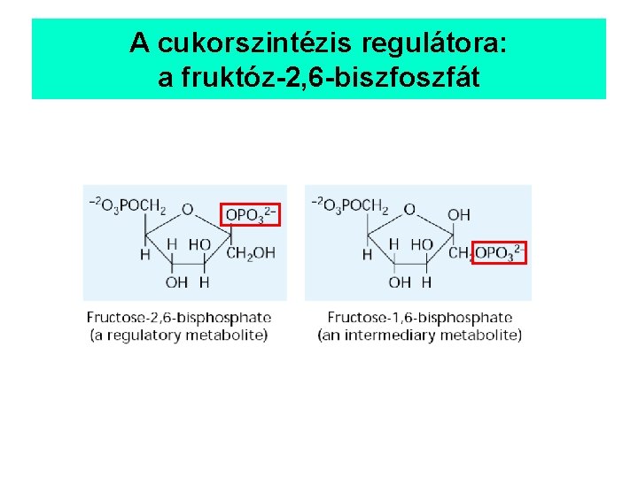 A cukorszintézis regulátora: a fruktóz-2, 6 -biszfoszfát 