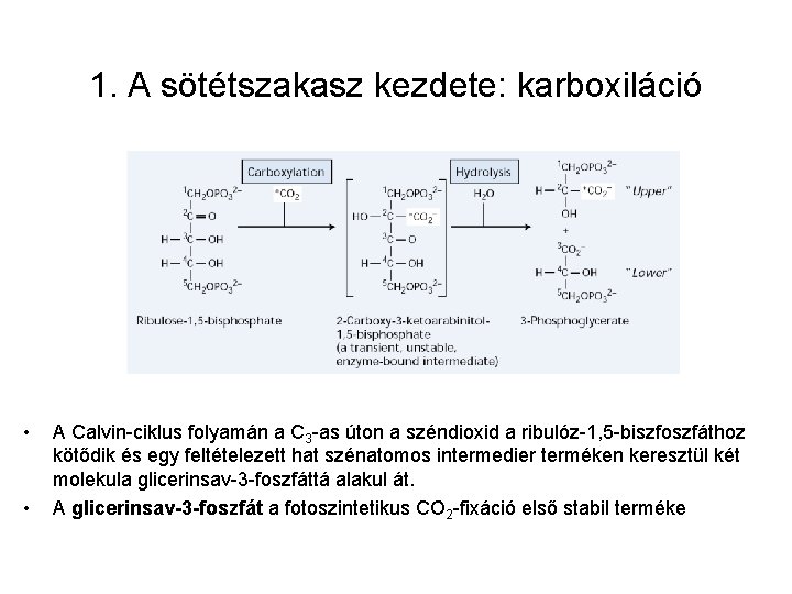 1. A sötétszakasz kezdete: karboxiláció • • A Calvin-ciklus folyamán a C 3 -as