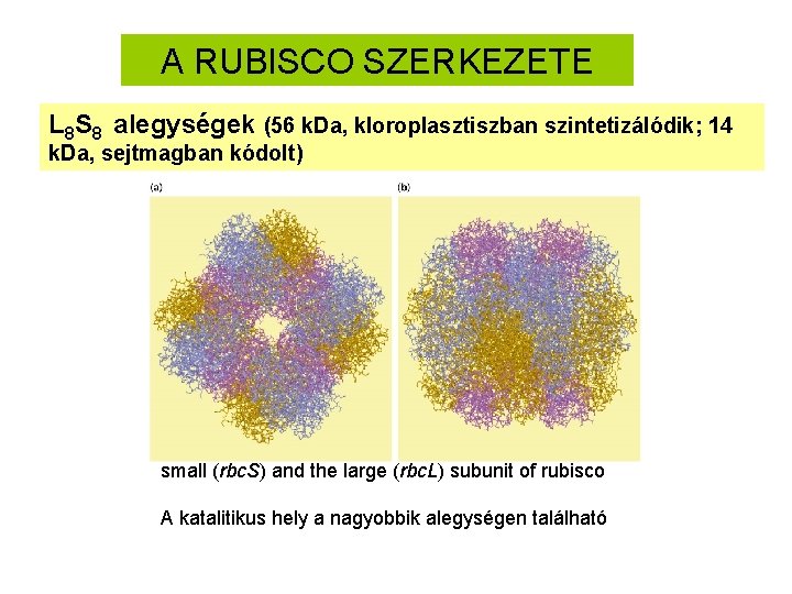 A RUBISCO SZERKEZETE L 8 S 8 alegységek (56 k. Da, kloroplasztiszban szintetizálódik; 14