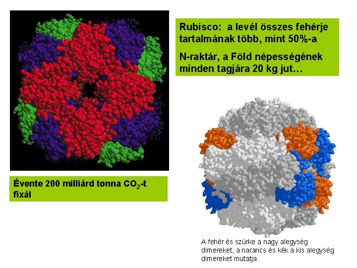 Rubisco: a levél összes fehérje tartalmának több, mint 50%-a N-raktár, a Föld népességének minden