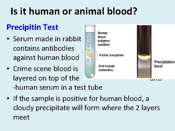 Is it human or animal blood? Precipitin Test • Serum made in rabbit contains