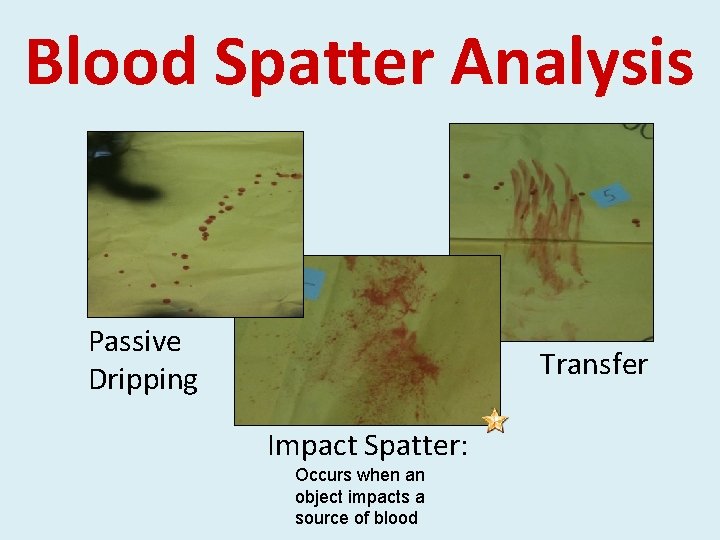 Blood Spatter Analysis Passive Dripping Transfer Impact Spatter: Occurs when an object impacts a