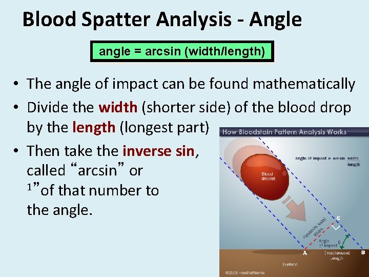 Blood Spatter Analysis - Angle angle = arcsin (width/length) • The angle of impact