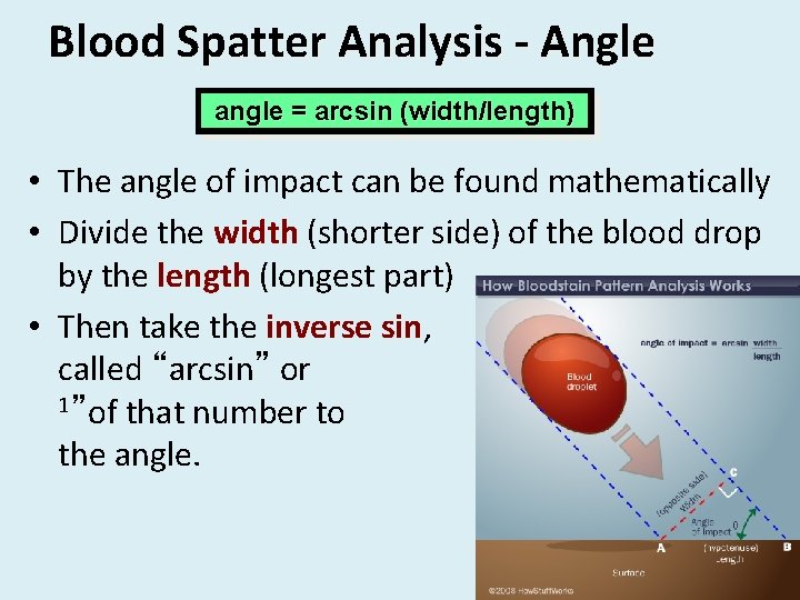 Blood Spatter Analysis - Angle angle = arcsin (width/length) • The angle of impact