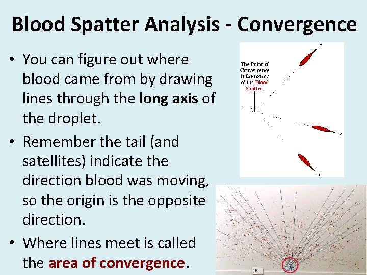 Blood Spatter Analysis - Convergence • You can figure out where blood came from