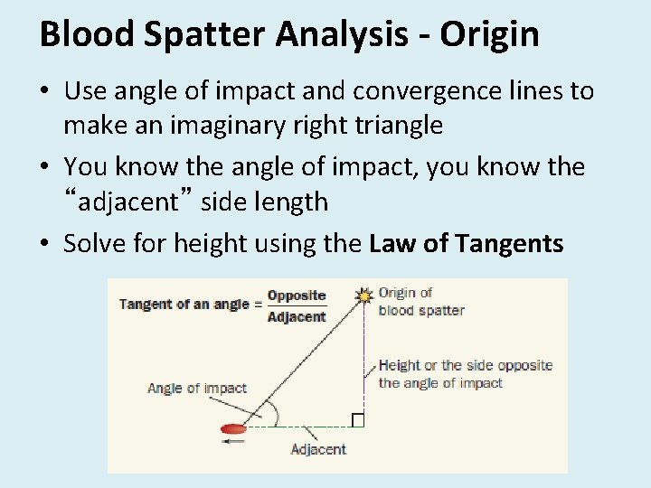 Blood Spatter Analysis - Origin • Use angle of impact and convergence lines to