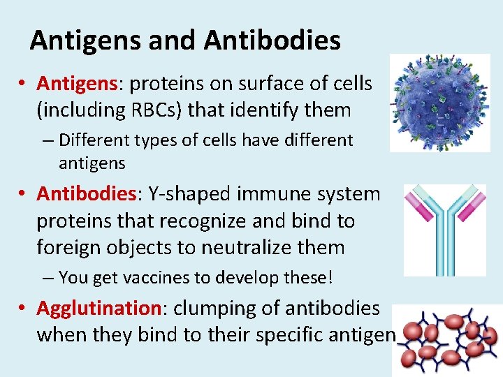 Antigens and Antibodies • Antigens: Antigens proteins on surface of cells (including RBCs) that