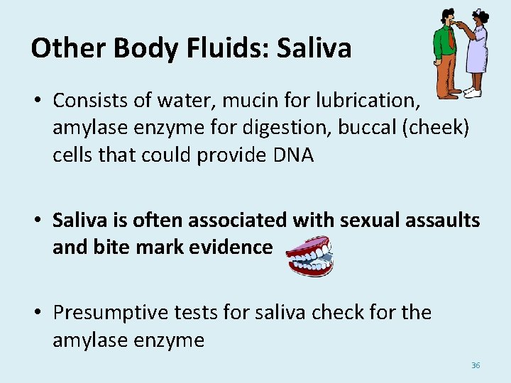 Other Body Fluids: Saliva • Consists of water, mucin for lubrication, amylase enzyme for