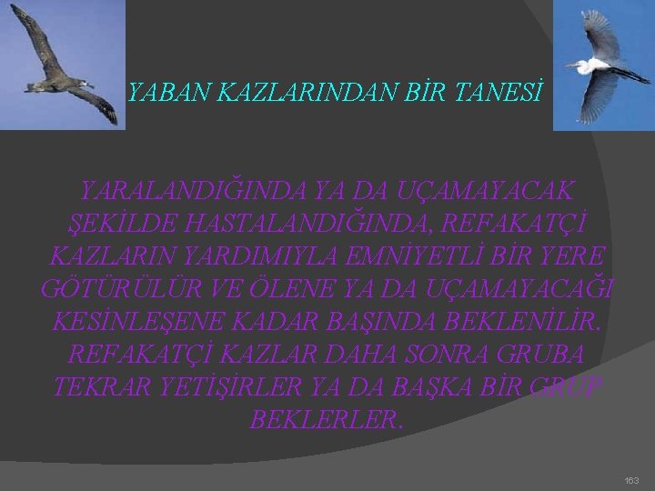 YABAN KAZLARINDAN BİR TANESİ YARALANDIĞINDA YA DA UÇAMAYACAK ŞEKİLDE HASTALANDIĞINDA, REFAKATÇİ KAZLARIN YARDIMIYLA EMNİYETLİ