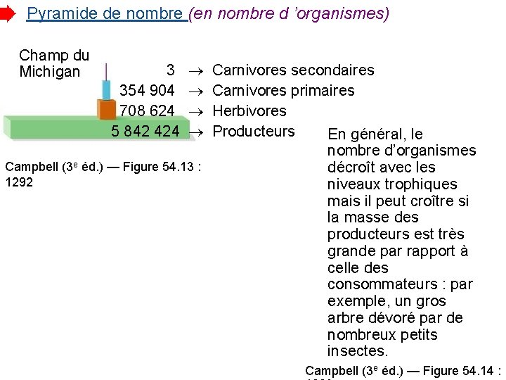 Pyramide de nombre (en nombre d ’organismes) Champ du Michigan 3 354 904 708