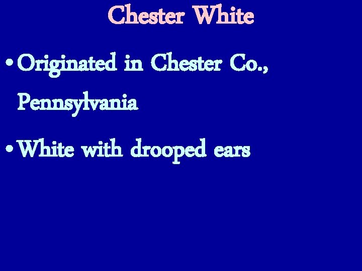 Chester White • Originated in Chester Co. , Pennsylvania • White with drooped ears