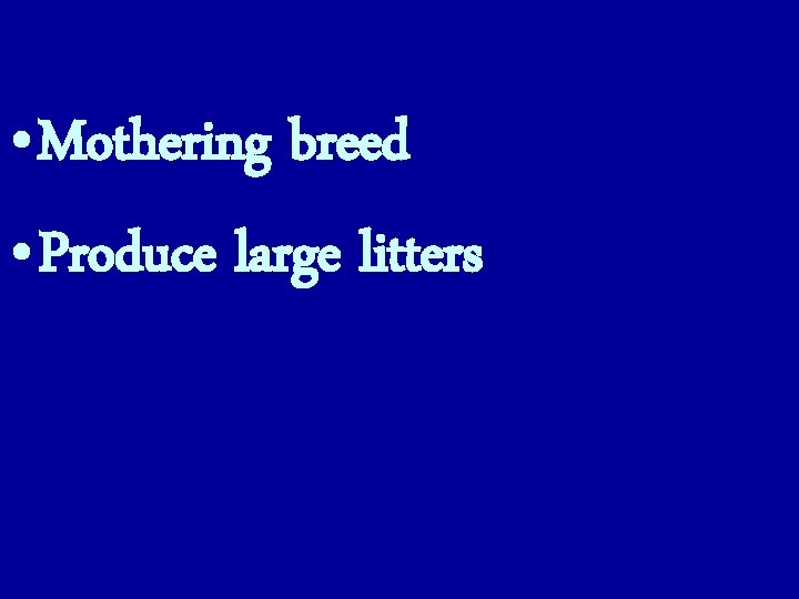  • Mothering breed • Produce large litters 