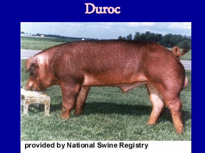 Duroc 