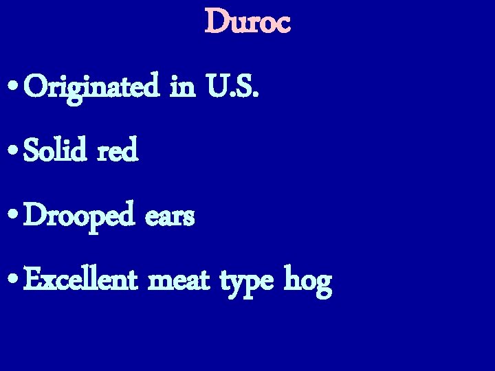 Duroc • Originated in U. S. • Solid red • Drooped ears • Excellent