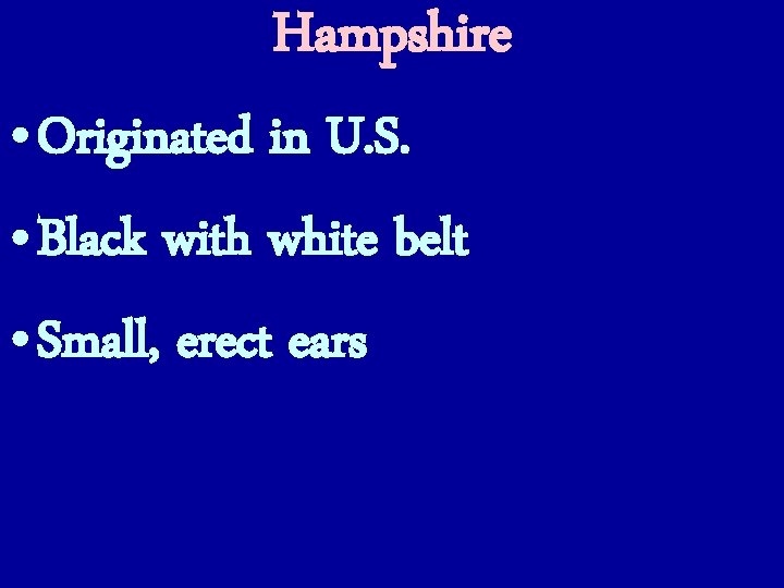 Hampshire • Originated in U. S. • Black with white belt • Small, erect