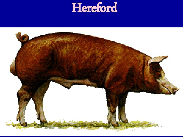 Hereford 