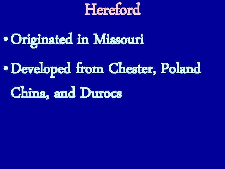 Hereford • Originated in Missouri • Developed from Chester, Poland China, and Durocs 