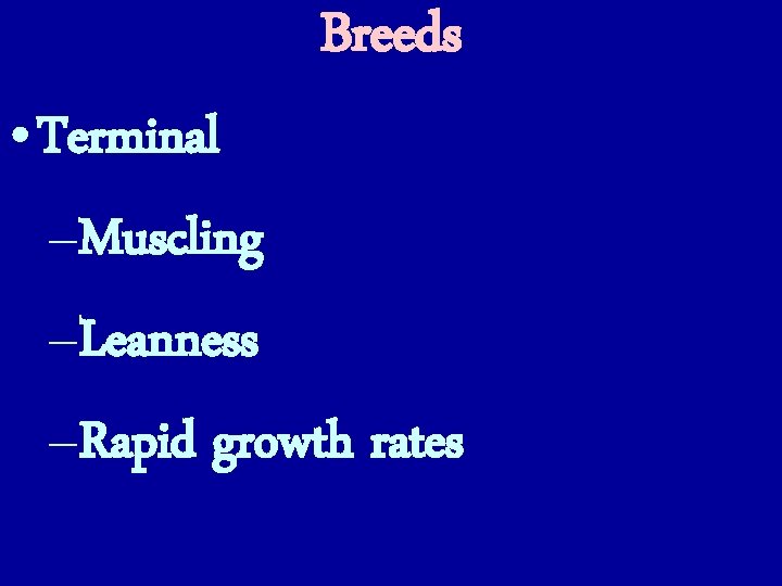 Breeds • Terminal –Muscling –Leanness –Rapid growth rates 