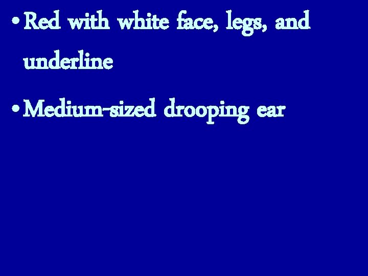  • Red with white face, legs, and underline • Medium-sized drooping ear 