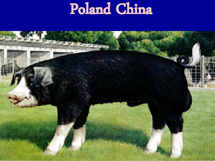 Poland China 