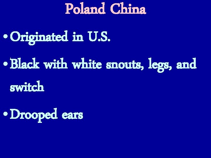 Poland China • Originated in U. S. • Black with white snouts, legs, and