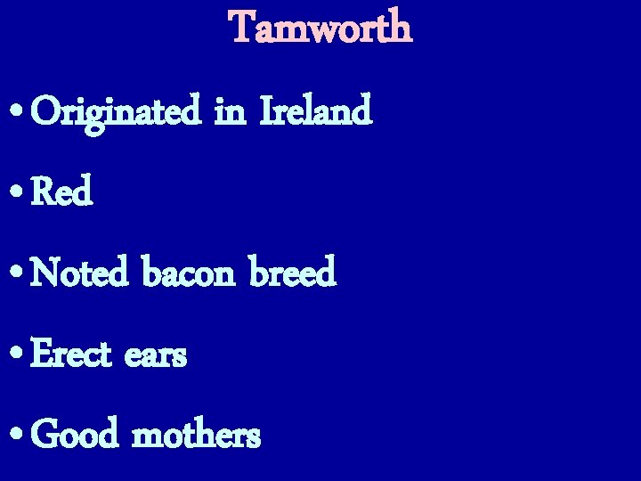 Tamworth • Originated in Ireland • Red • Noted bacon breed • Erect ears