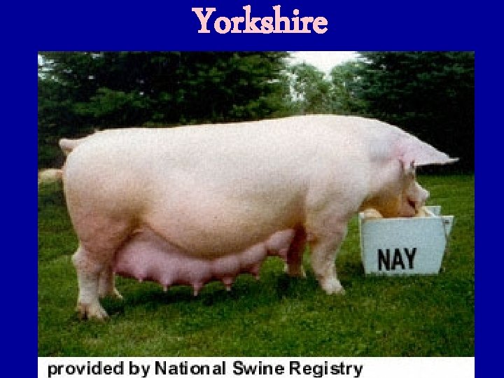 Yorkshire 