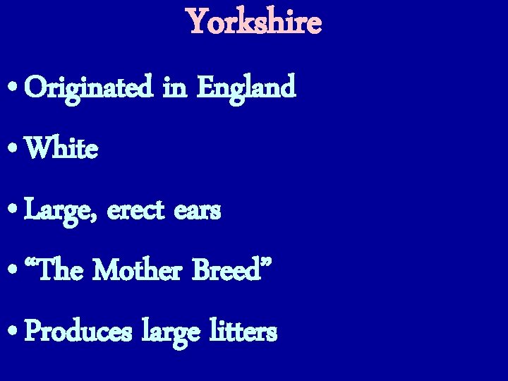 Yorkshire • Originated in England • White • Large, erect ears • “The Mother