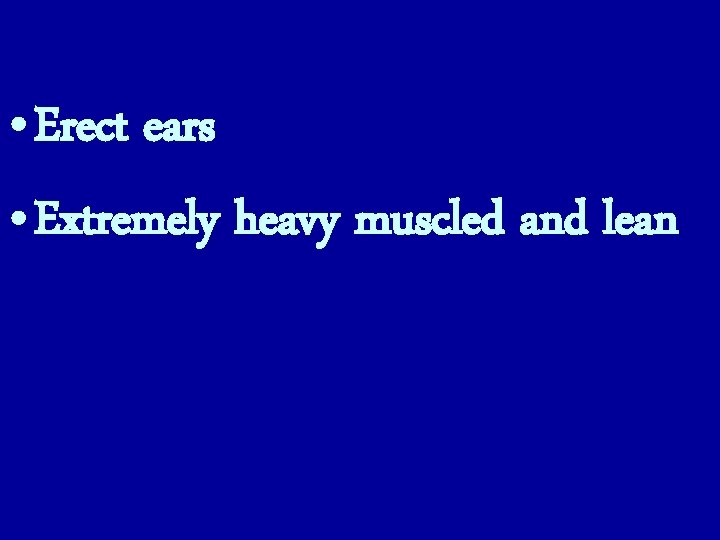  • Erect ears • Extremely heavy muscled and lean 