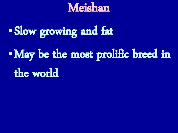 Meishan • Slow growing and fat • May be the most prolific breed in