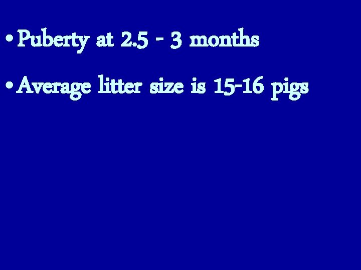  • Puberty at 2. 5 - 3 months • Average litter size is