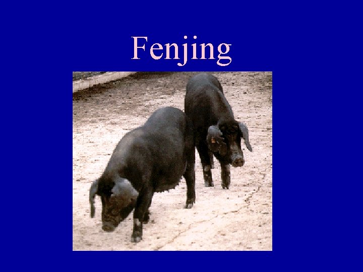 Fenjing 