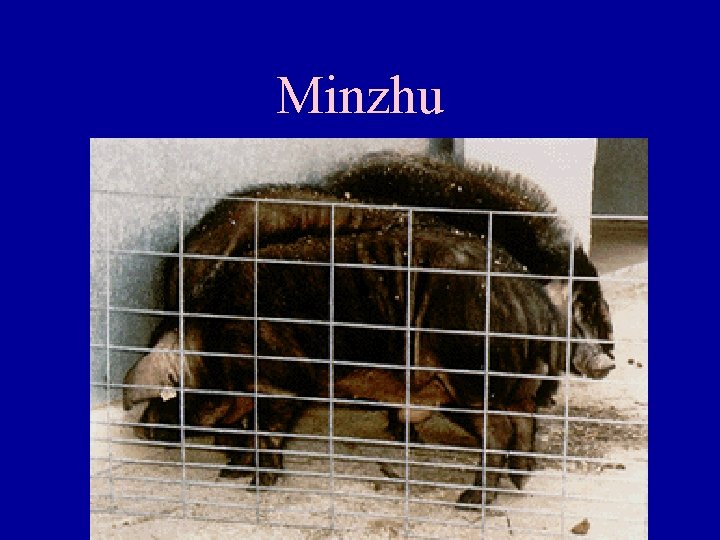 Minzhu 